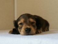 2012.5.10生まれカニンヘン・ベルの赤ちゃん　シェーデットクリーム男の子