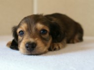 2012.5.10生まれカニンヘン・ベルの赤ちゃん　シェーデットクリーム男の子