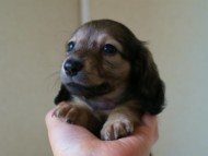 2012.5.10生まれカニンヘン・ベルの赤ちゃん　シェーデットクリーム男の子