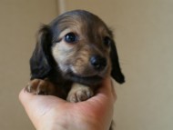 2012.5.10生まれカニンヘン・ベルの赤ちゃん　シェーデットクリーム男の子