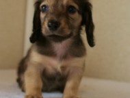 2012.5.10生まれカニンヘン・ベルの赤ちゃん　シェーデットクリーム男の子