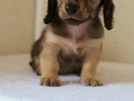 2012.5.10生まれカニンヘン・ベルの赤ちゃん　シェーデットクリーム男の子