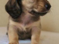 2012.5.10生まれカニンヘン・ベルの赤ちゃん　シェーデットクリーム男の子