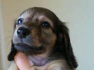 2012.5.10生まれカニンヘン・ベルの赤ちゃん　シェーデットクリーム男の子