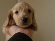 2012.5.18生まれカニンヘン・マロの赤ちゃん　クリーム男の子