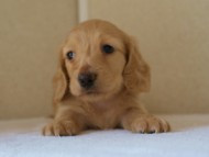 2012.5.18生まれカニンヘン・マロの赤ちゃん　クリーム男の子