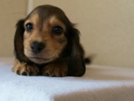 2012.5.10生まれカニンヘン・ベルの赤ちゃん　シェーデットクリーム男の子