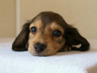 2012.5.10生まれカニンヘン・ベルの赤ちゃん　シェーデットクリーム男の子