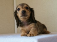 2012.5.10生まれカニンヘン・ベルの赤ちゃん　シェーデットクリーム　女の子