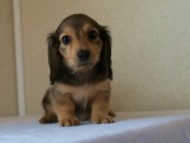 2012.5.10生まれカニンヘン・ベルの赤ちゃん　シェーデットクリーム　女の子