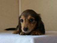 2012.5.10生まれカニンヘン・ベルの赤ちゃん　シェーデットクリーム　女の子