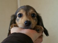 2012.5.10生まれカニンヘン・ベルの赤ちゃん　シェーデットクリーム　女の子