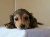 2012.5.10生まれカニンヘン・ベルの赤ちゃん　シェーデットクリーム　女の子