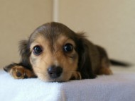 2012.5.10生まれカニンヘン・ベルの赤ちゃん　シェーデットクリーム　女の子