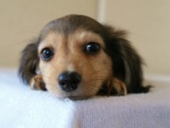 2012.5.10生まれカニンヘン・ベルの赤ちゃん　シェーデットクリーム　女の子