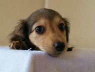 2012.5.10生まれカニンヘン・ベルの赤ちゃん　シェーデットクリーム　女の子