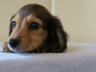 2012.5.10生まれカニンヘン・ベルの赤ちゃん　シェーデットクリーム男の子