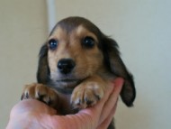 2012.5.10生まれカニンヘン・ベルの赤ちゃん　シェーデットクリーム男の子