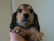 2012.5.10生まれカニンヘン・ベルの赤ちゃん　シェーデットクリーム男の子