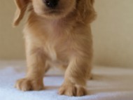 2012.5.18生まれカニンヘン・マロの赤ちゃん　クリーム男の子