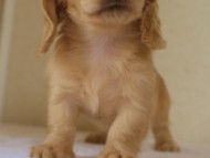 2012.5.18生まれカニンヘン・マロの赤ちゃん　クリーム男の子