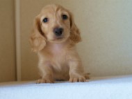 2012.5.18生まれカニンヘン・マロの赤ちゃん　クリーム男の子