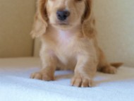 2012.5.18生まれカニンヘン・マロの赤ちゃん　クリーム男の子