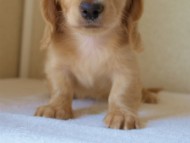 2012.5.18生まれカニンヘン・マロの赤ちゃん　クリーム男の子