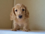 2012.5.18生まれカニンヘン・マロの赤ちゃん　クリーム男の子