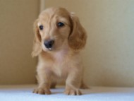 2012.5.18生まれカニンヘン・マロの赤ちゃん　クリーム男の子