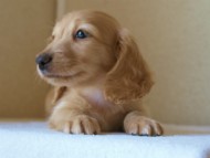 2012.5.18生まれカニンヘン・マロの赤ちゃん　クリーム男の子