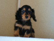 2012.5.18生まれカニンヘン・マロの赤ちゃん　ブラック＆タン女の子