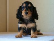 2012.5.18生まれカニンヘン・マロの赤ちゃん　ブラック＆タン女の子