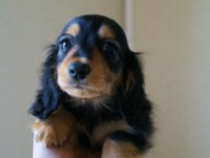 2012.5.18生まれカニンヘン・マロの赤ちゃん　ブラック＆タン女の子