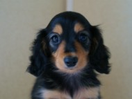 2012.5.18生まれカニンヘン・マロの赤ちゃん　ブラック＆タン女の子