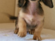 2012.5.10生まれ　カニンヘン・ベルの赤ちゃん　シェーデットクリーム男の子