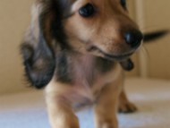 2012.5.10生まれ　カニンヘン・ベルの赤ちゃん　シェーデットクリーム男の子