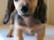 2012.5.10生まれ　カニンヘン・ベルの赤ちゃん　シェーデットクリーム男の子