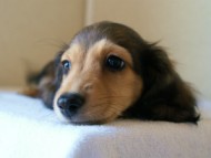 2012.5.10生まれカニンヘン・ベルの赤ちゃん　シェーデットクリーム男の子