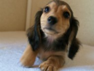 2012.5.10生まれカニンヘン・ベルの赤ちゃん　シェーデットクリーム男の子