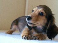 2012.5.10生まれカニンヘン・ベルの赤ちゃん　シェーデットクリーム男の子