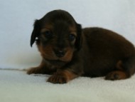 カニンヘンダックス　シェーデットレット　女の子　子犬