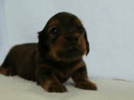 カニンヘンダックス　シェーデットレット　女の子　子犬