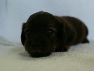 お写真初登場！6月24日生まれカニンヘン・リリィの赤ちゃん　シェーデットレットの男の子