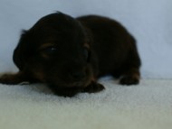 お写真初登場！6月24日生まれカニンヘン・リリィの赤ちゃん　シェーデットレットの男の子