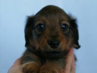 6月24日生まれカニンヘン・リリィの赤ちゃん　シェーデッドレッドの女の子