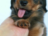 6月24日生まれカニンヘン・リリィの赤ちゃん　シェーデッドレッドの女の子