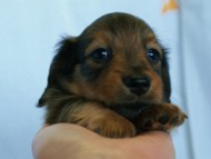 6月24日生まれカニンヘン・リリィの赤ちゃん　シェーデッドレッドの女の子