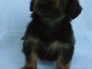 6月24日生まれカニンヘン・リリィの赤ちゃん　シェーデッドレッドの男の子