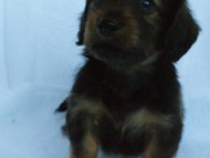 6月24日生まれカニンヘン・リリィの赤ちゃん　シェーデッドレッドの男の子